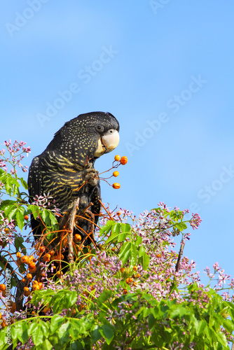 Female Red-tailed Black-Cockatoo feeding on a chinaberry tree. photo
