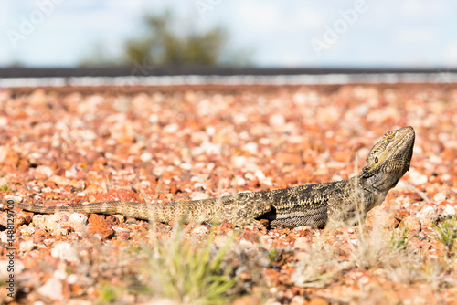 Lizard beside the side of a highway