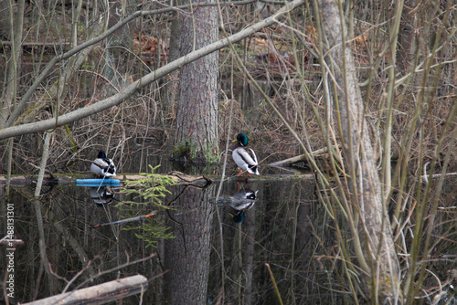Duck hunting. Duck hunting on the lake in spring.