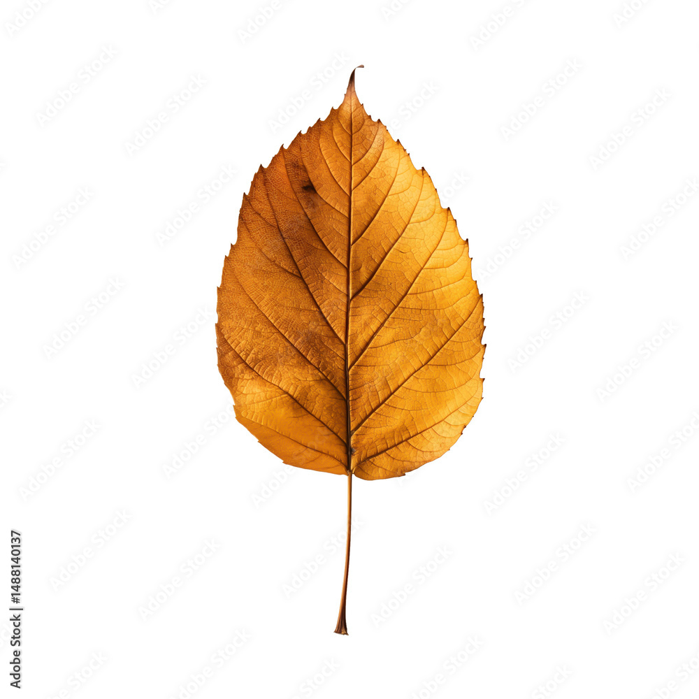 Dry leaf on white background, autumn colors, flat lay Dry leaf on white background, autumn colors, flat lay
