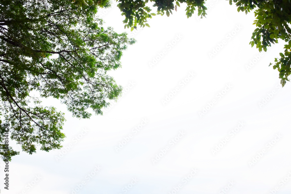 Fototapeta premium Green foliage and tropical tree leaves with branches background. Copy space