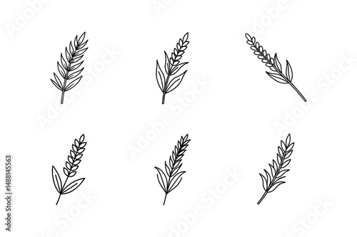 lavender sprig line art vector illustration