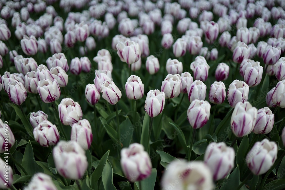Fototapeta premium White tulip flower field during spring, white spring tulip field