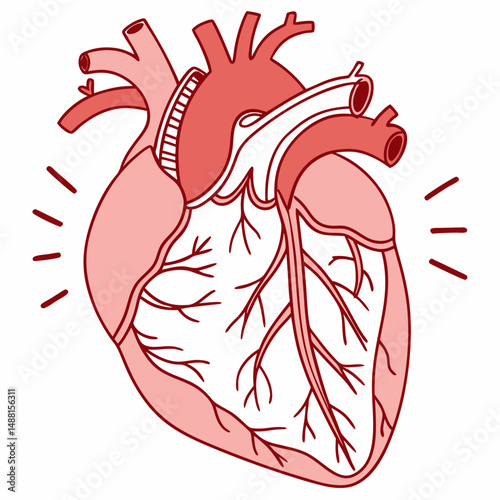 Anatomical illustration of a human heart
