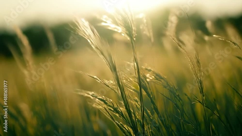 Close up of tall grass or wheat swaying gently in warm golden sunlight during golden hour. Creates a peaceful serene nature scene. Represents tranquility growth environment and rural landscape