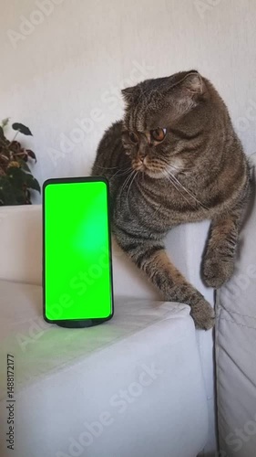 A tabby cat is lying on the couch in the room, with a smartphone with a green screen standing vertically next to it. Vertical video .