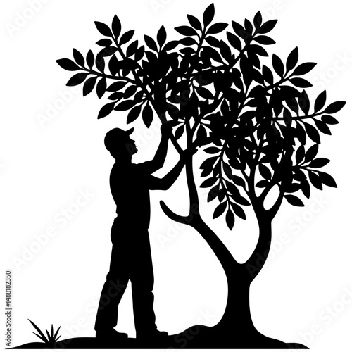 Silhouette of a Farm Worker Picking Fruits from Tree, Agribusiness and Harvesting Concept