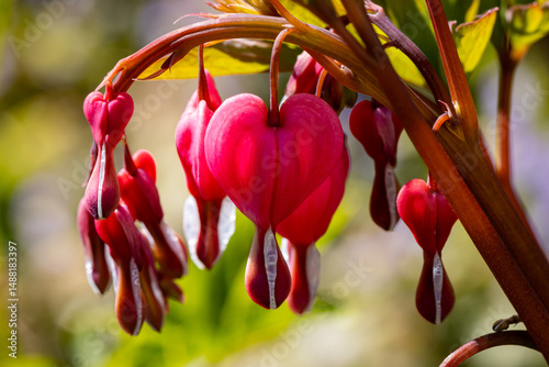 Herzblume in Nahaufnahme in sattem Rot - Dicentra formosa