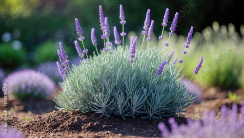 A small bush in the garden during autumn, broad-leaved lavender features strongly scented flowers and silvery light gray evergreen leaves.