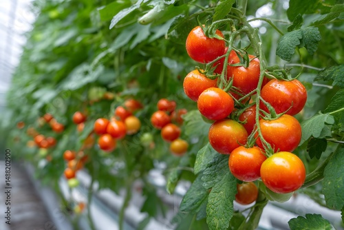 Bunch of red tomatoes hanging from a plant. The tomatoes are ripe and ready to be picked