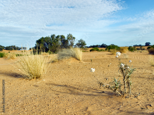 Barren landscape and sandhills in the outback