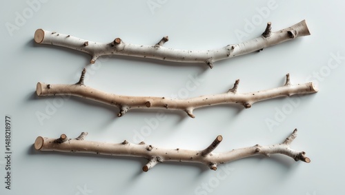 Birch Tree Limb Features