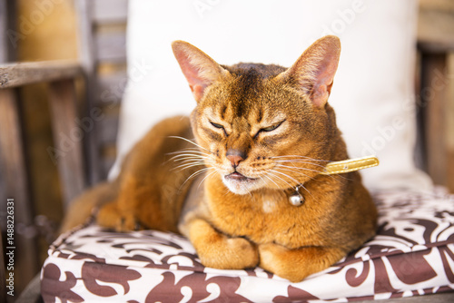 Sleepy ginger cat on chair