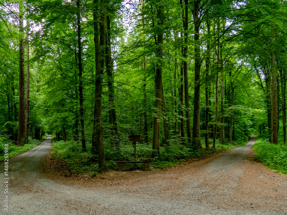Fototapeta premium Schöner Waldweg im Frühjahr