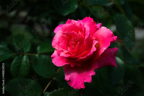 Eine rotfarbene Rose in Nahansicht