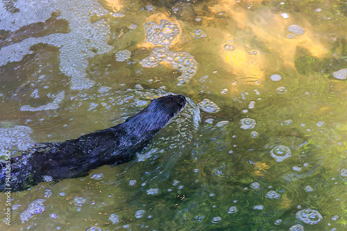 river otter swimming in the zoo