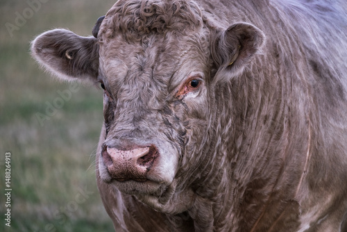 Big murray grey bull up close