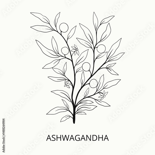 Hand drawn ashwagandha. Best for organic cosmetics, ayurveda, alternative medicine.