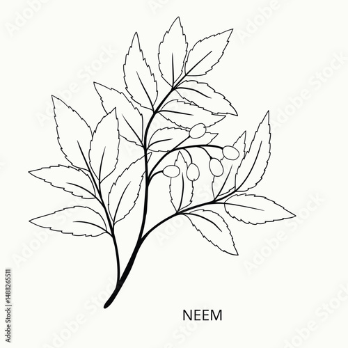 Detailed Neem Leaves Illustration. Medicinal ayurvedic herb. Hand-drawn plant
