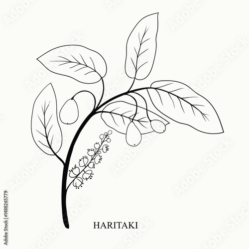 Hand drawn haritaki branch. Terminalia chebula illustration