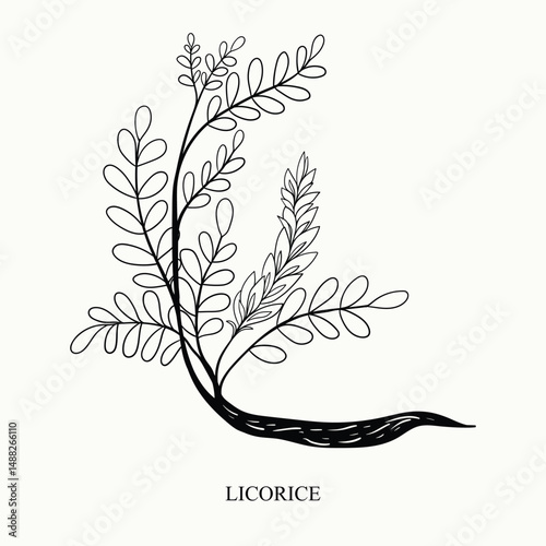 Sketch of a licorice in a vintage style. Botanical drawing. Design elements for postcards