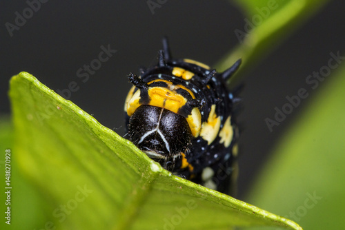 Caterpillar eating a leaf photo