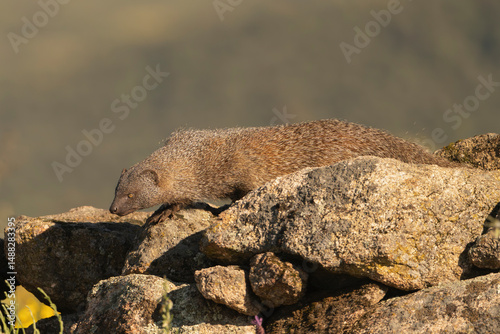 Egyptian mongoose,  ichneumon - Herpestes ichneumon walking across rocky surface. Photo from Sierra de Gredos Mountain in Spain.  photo