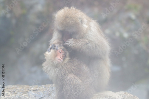 Grooming time at Jigokudani hot spings photo