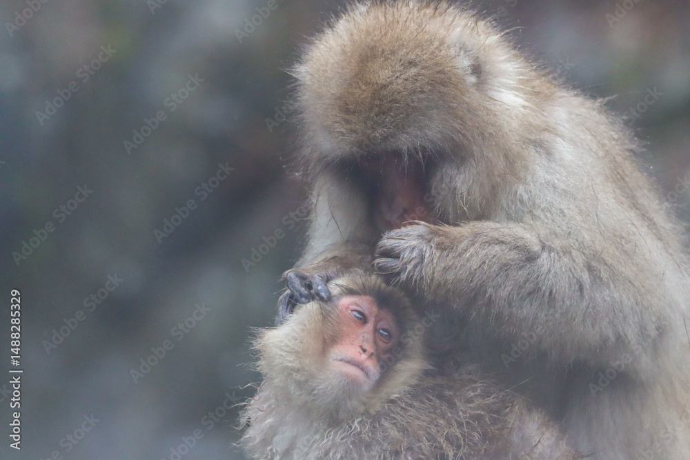 Fototapeta premium Amazing closeup photo of snow monkey