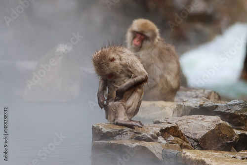 Canvas Print Snow monkey grooming after an hot bath