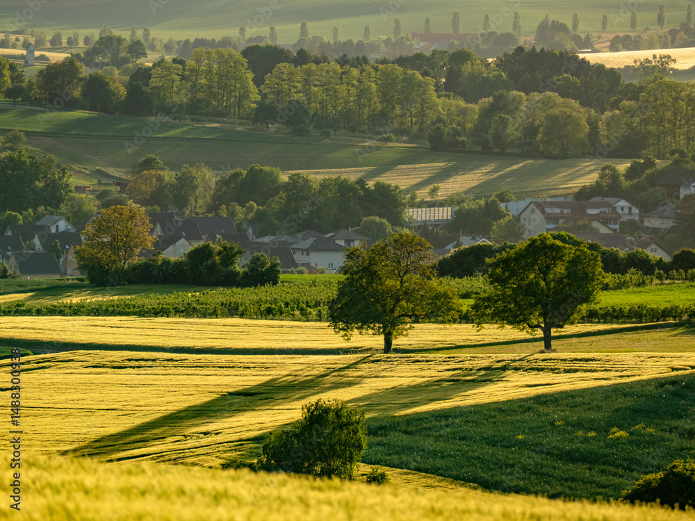 Obraz premium Gerstenfeld in der Abendsonne