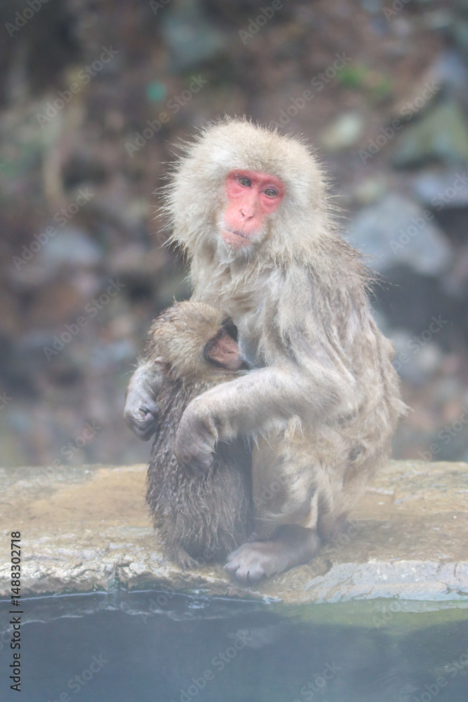 Naklejka premium Taking care of his baby monkey - Japanese macaque