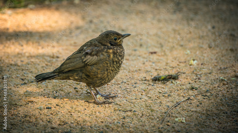 Obraz premium Curious thrush