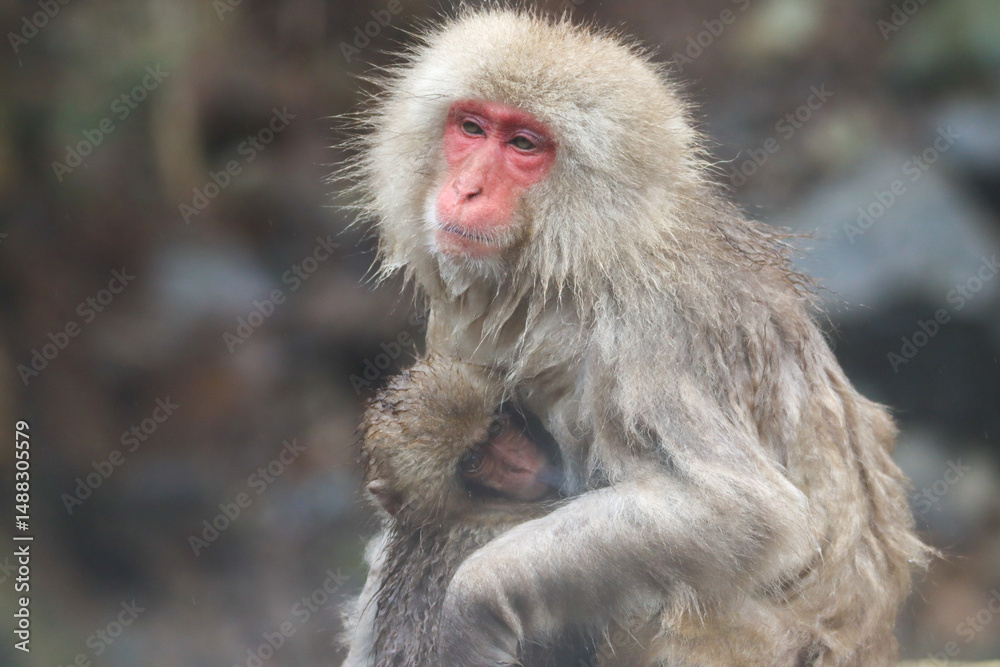 Closeup of an mother and baby Japanese macaque Closeup of an mother and baby Japanese macaque