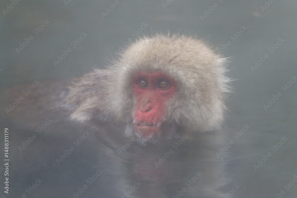 Naklejka premium Expressive face of an snow monkey enjoying an hot bath