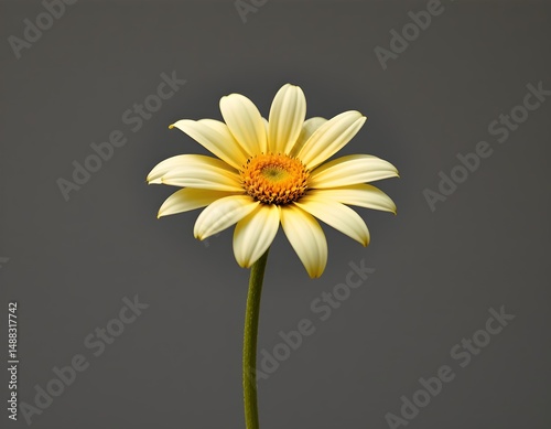 a single daisy with vibrant yellow petals and a bright orange center. it's positioned against a neutral grey background, which contrasts sharply with the vivid colors of the flower