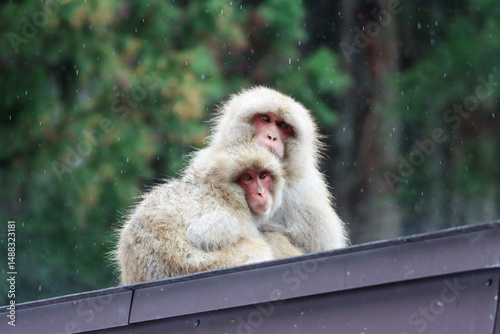 Two snow monkey keeping warm to each other