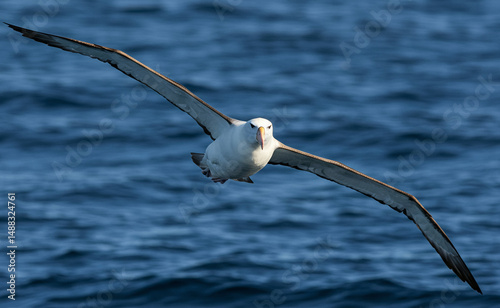 Majestic Albatross Soaring Gracefully Over the Open Sea