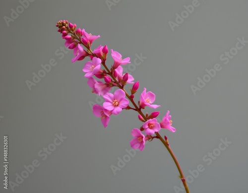 a striking display of pink flowers, likely verbenas, with their delicate green stems in the background