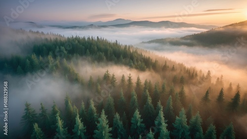 Soaring above misty pine tree forest at dawn