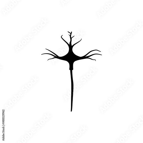 Neuron cell transmits signal single axon white background detail