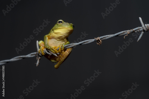 Small Green Tree Frog on barb wire fence