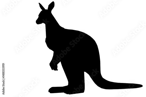 kangaroo vector illustration