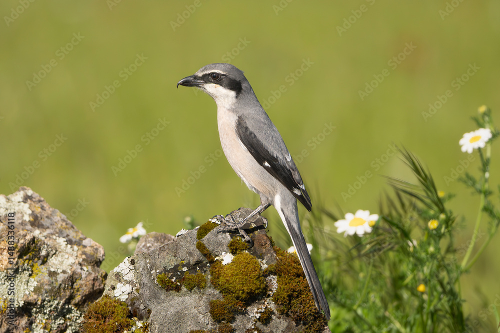 Fototapeta premium Iberian grey shrike - Lanius meridionalis on stone at green background. Photo from Calera y Chozas in Spain, Toledo Province. Vulnerable specie. Endemic to southwestern Europe. 