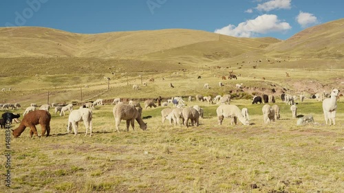 Alpacas eating and grazing in the Andes mountain range surrounded by mountains and blue sky illuminated by natural light in the highlands of Peru, Latin America.