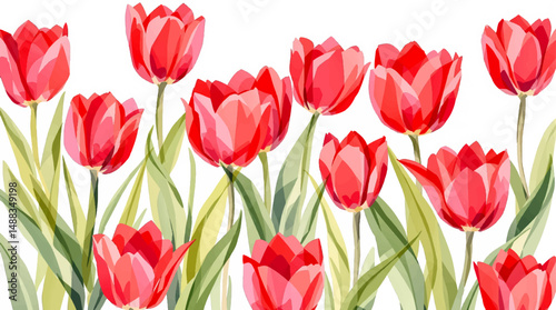 red tulips on white background