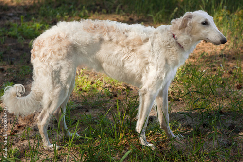 Eight-month-old white Borzoi puppy in sunbeams walking in a pine forest