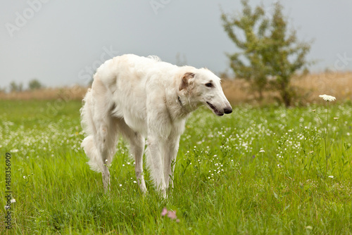 Elegant Borzoi in the grass. Russian Borzoi in its natural habitat