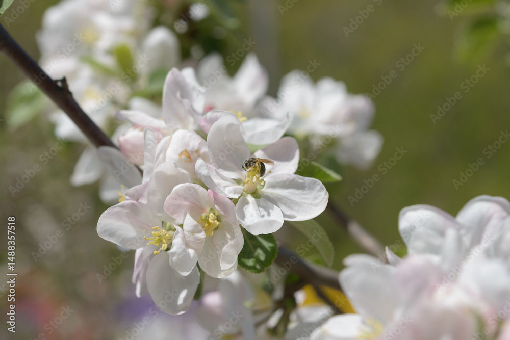 Obraz premium apple blossoms close-up in spring
