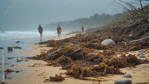Fototapeta Naklejka Na Ścianę i Meble -  Beaches covered in Sargassum algae: an ecological concern with seaweed